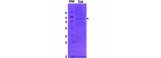 VSVG Protein/ Vesicular stomatitis virus VSVG IND1 Recombinant Protein