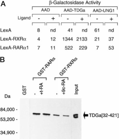 PTGX-TDG-1F5.jpg